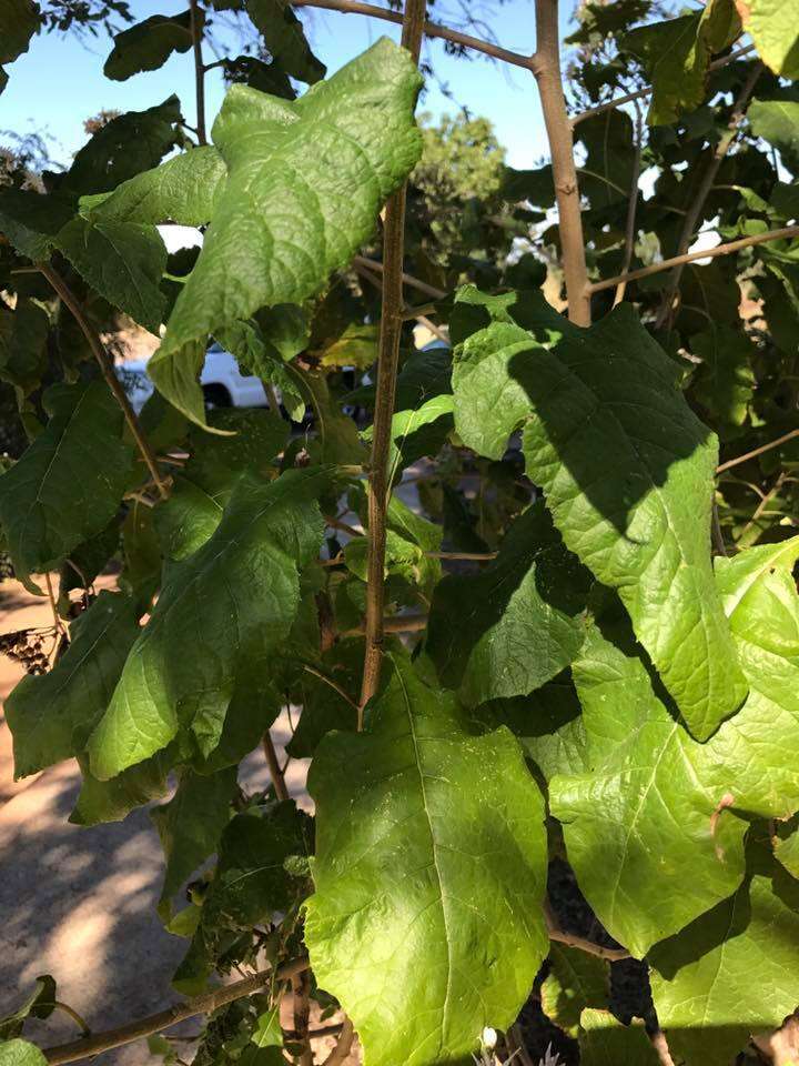 Image of Lowveld bitter-tea