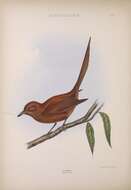 Image of Rufous Paradise Flycatcher