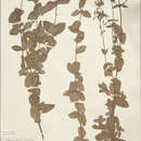 Image of Hypericum caprifolium Boiss.