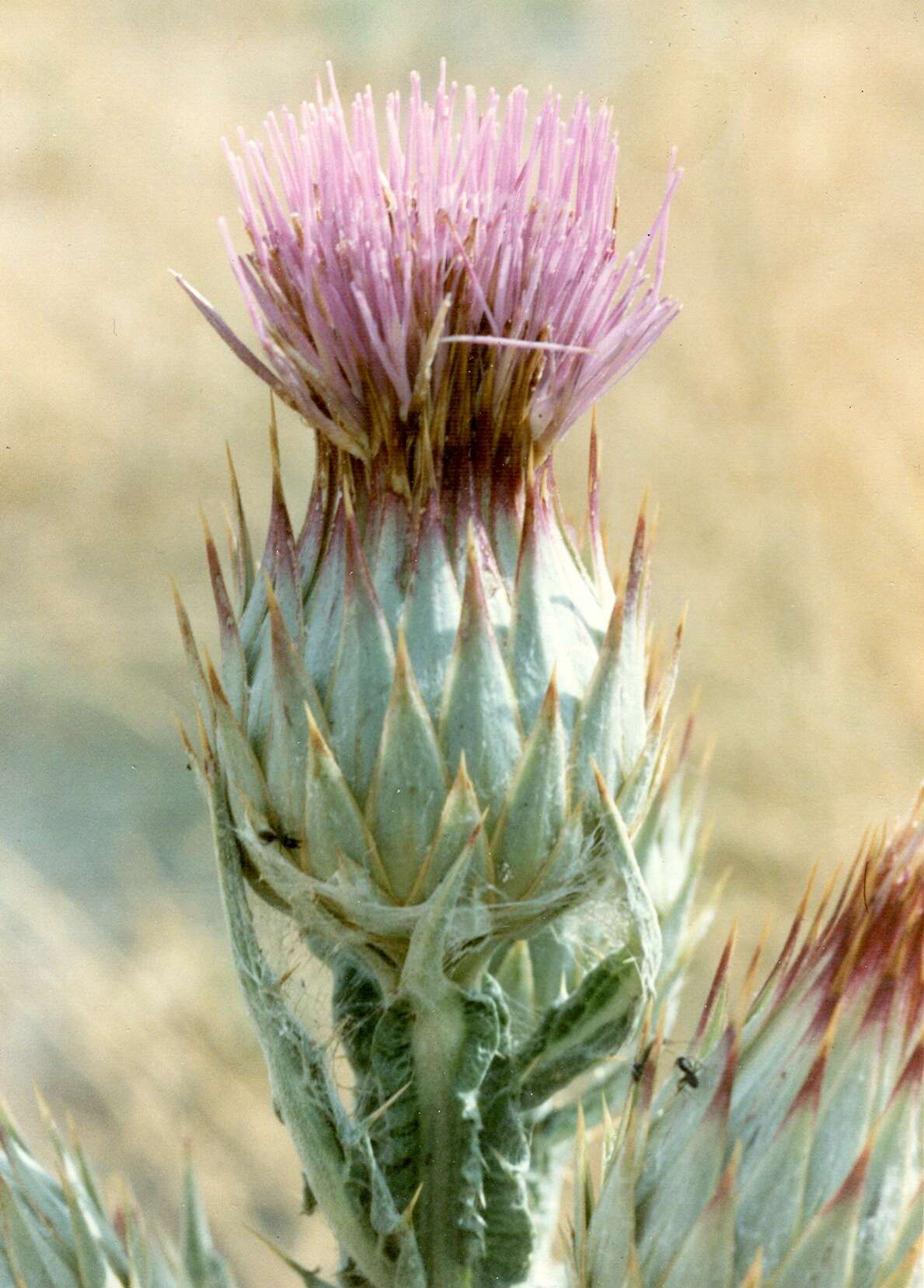 Image of Moor's Cotton Thistle