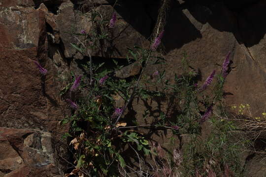 Image of cutleaf thelypody