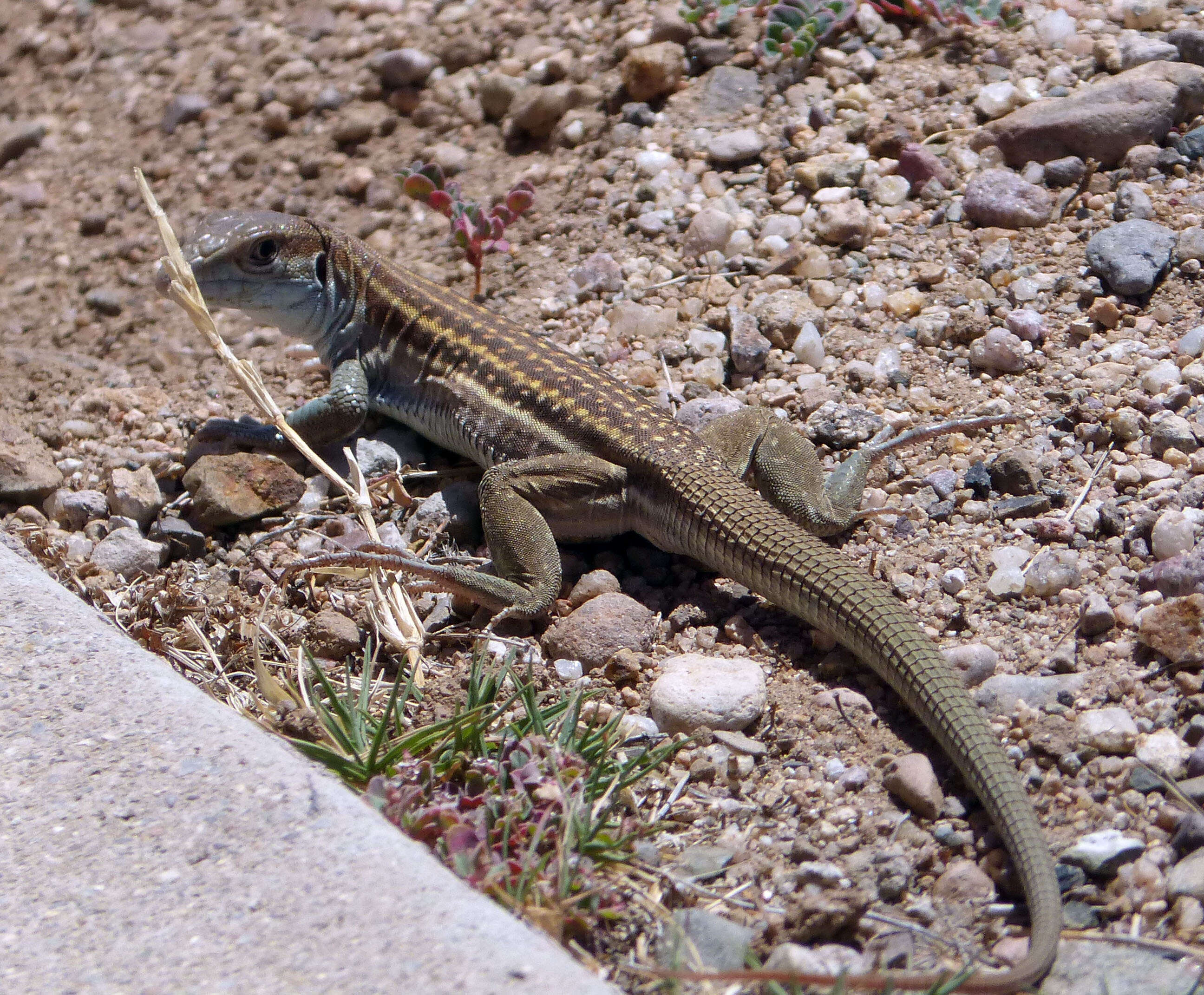 Image of Sonoran Spotted Whiptail