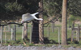 Image of Whooping Crane