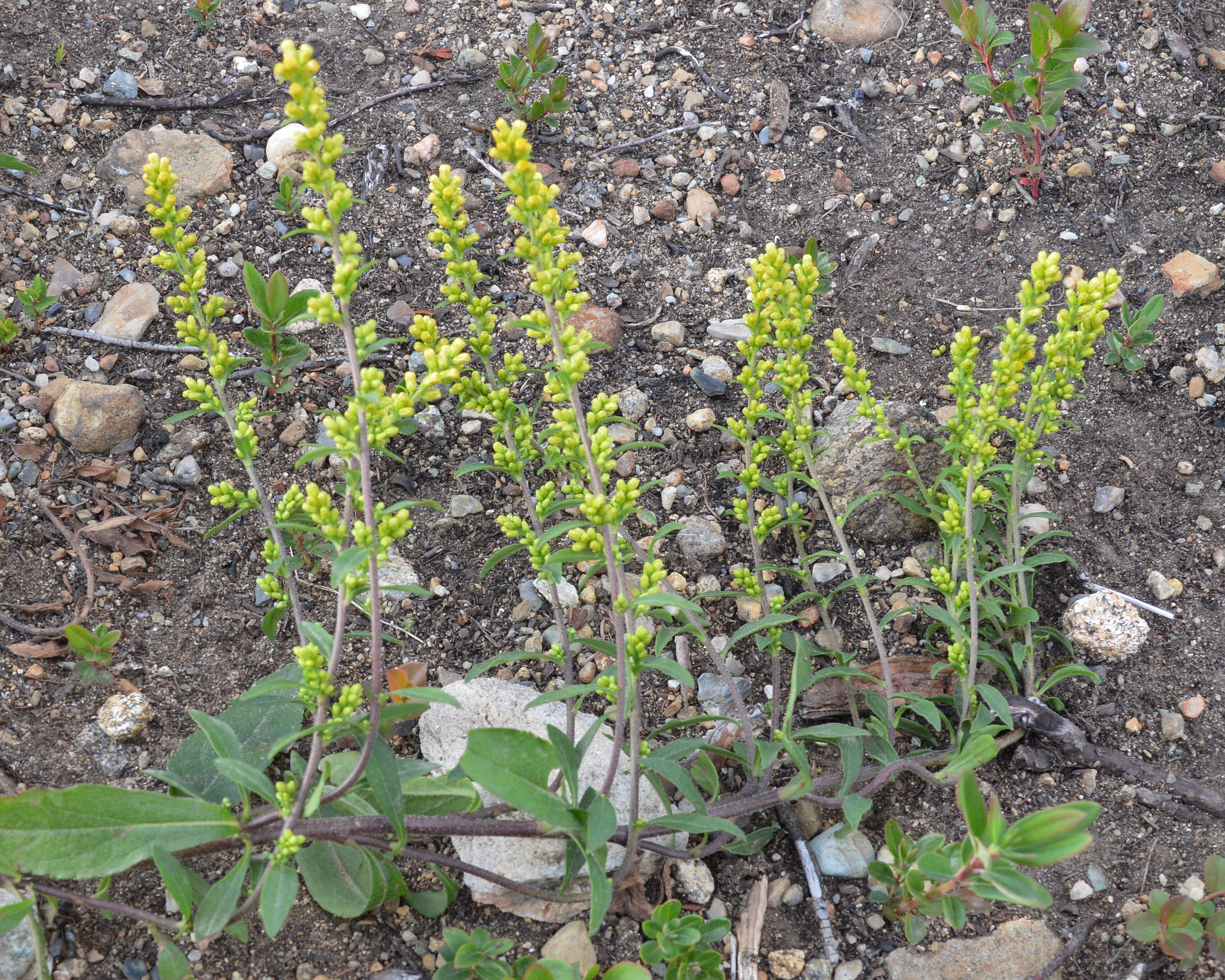 صورة Solidago hispida Muhl. ex Willd.