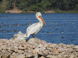 Image of Dalmatian Pelican