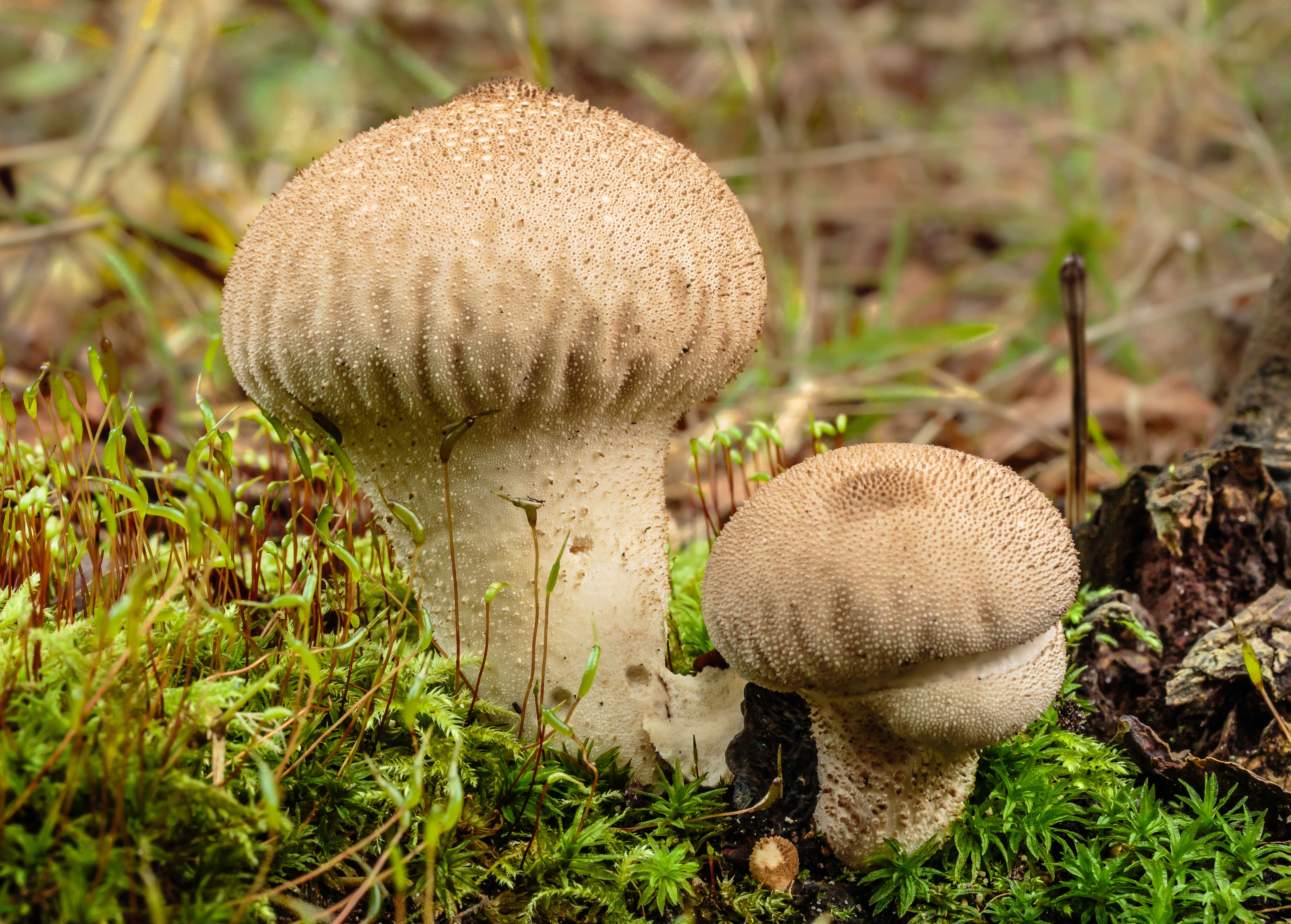 Imagem de Lycoperdon perlatum Pers. 1796