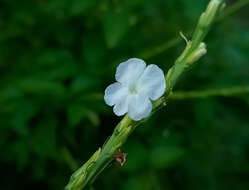 Image of Stachytarpheta indica (L.) Vahl