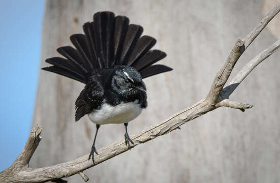 Image of Willie Wagtail