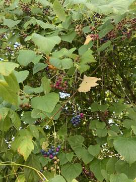 Image of heartleaf peppervine