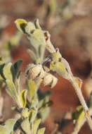 Imagem de Eremophila obovata L. S. Smith