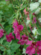 Image of elegant clarkia