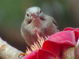 Image of Red-billed Starling