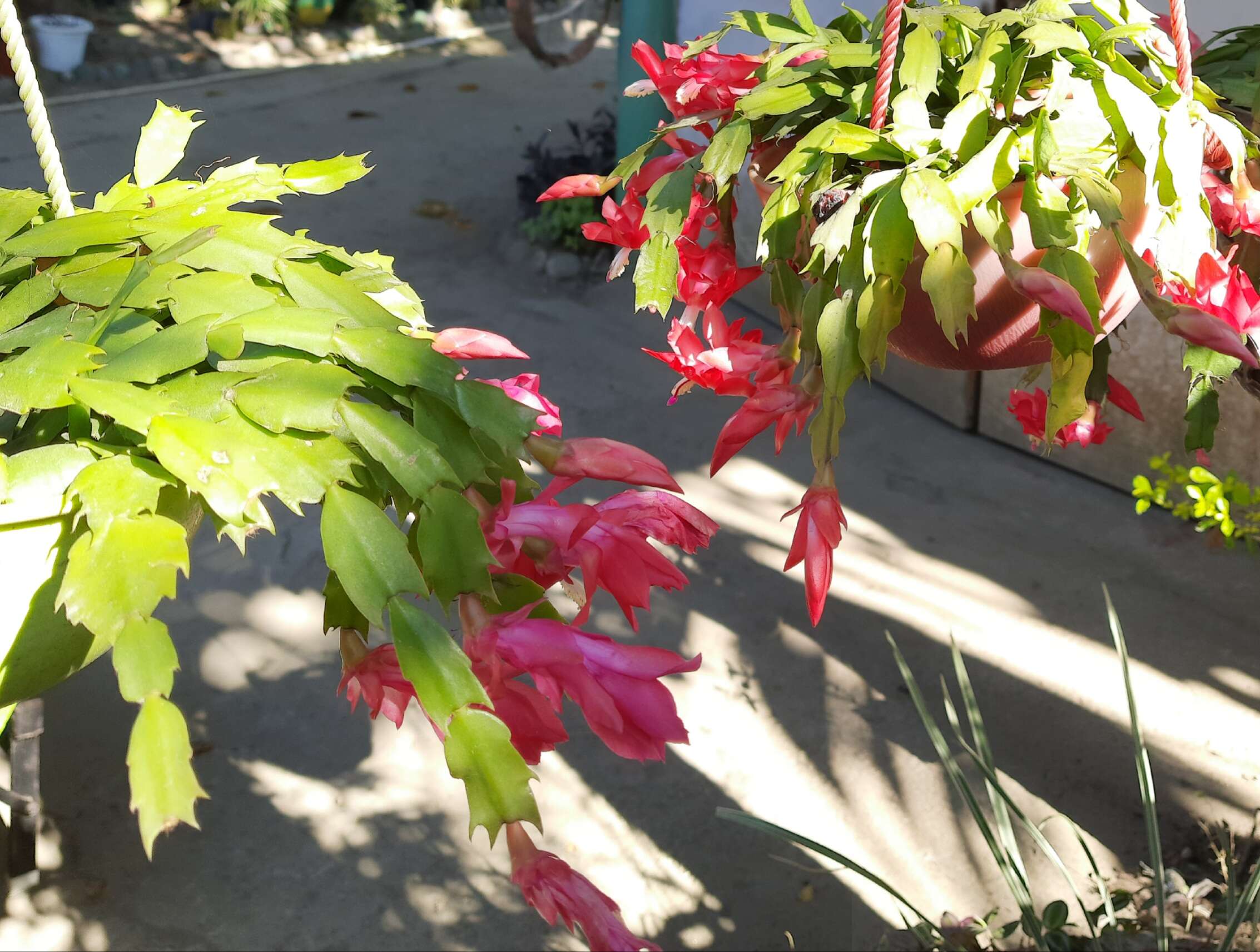 Image of schlumbergera