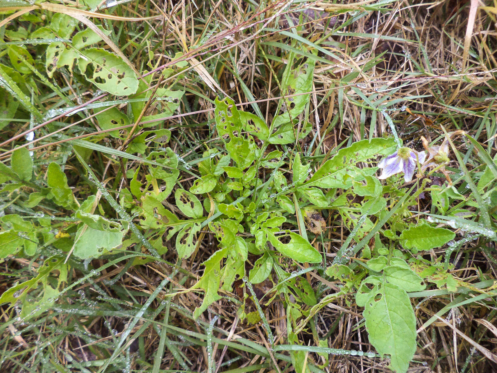 Image of Commerson's nightshade