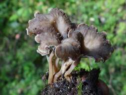 Слика од Pseudocraterellus undulatus (Pers.) Rauschert 1987