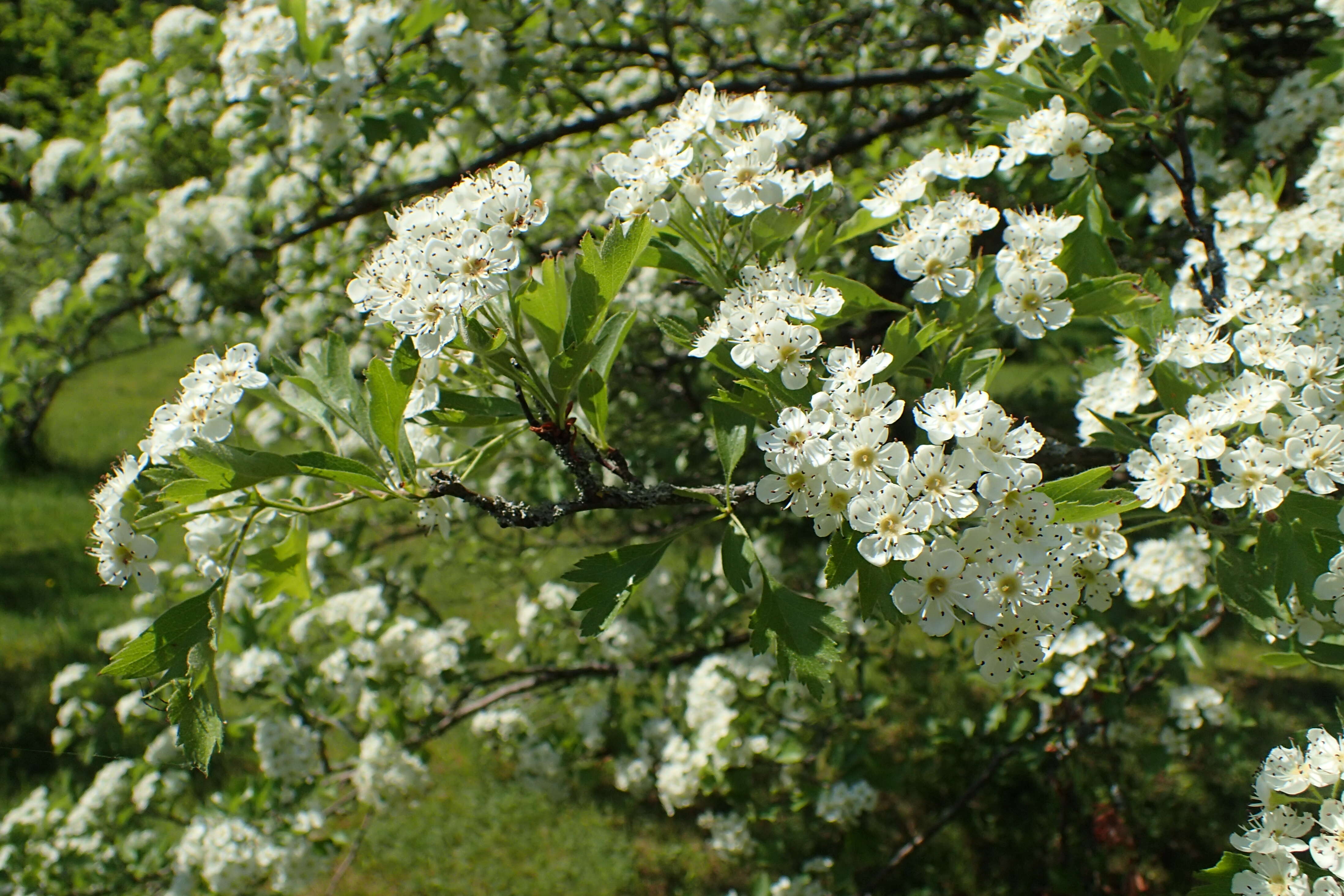 Image of Crataegus meyeri Pojark.