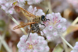 Image de Ptilotus obovatus (Gaudich.) F. Müll.