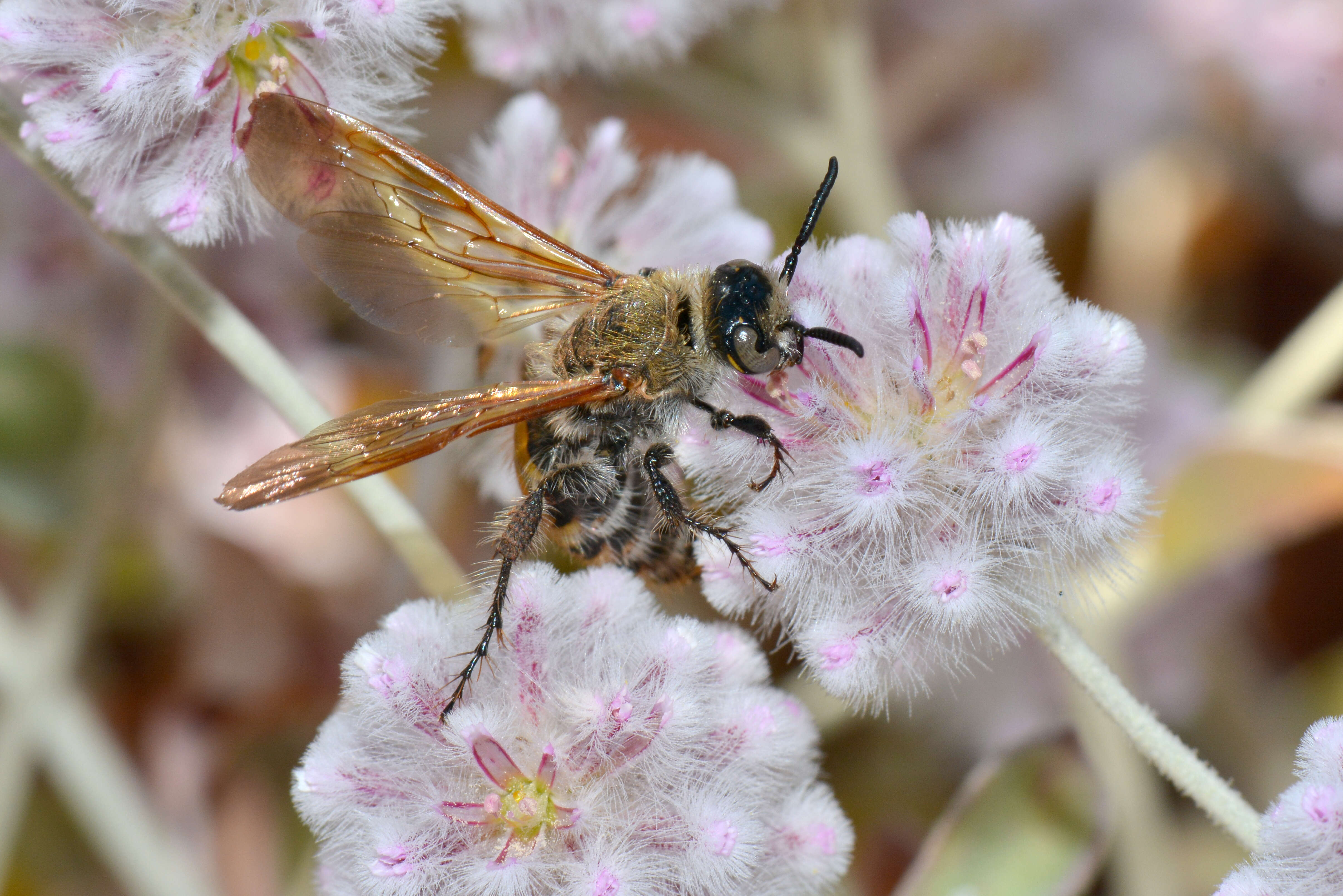 Image of Ptilotus obovatus (Gaudich.) F. Müll.