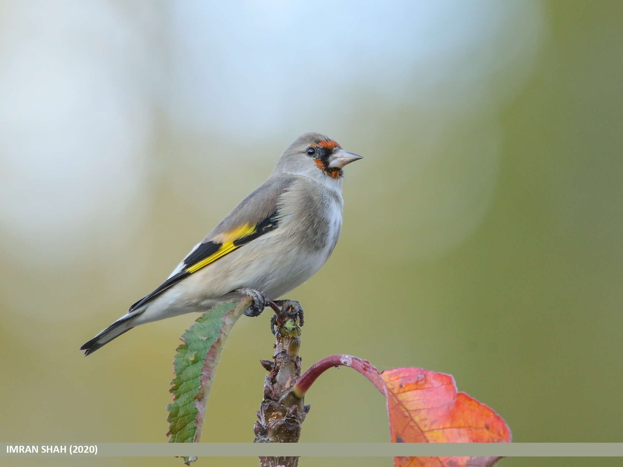 Image of European Goldfinch