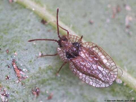 Image of Foliaceous Lace Bug