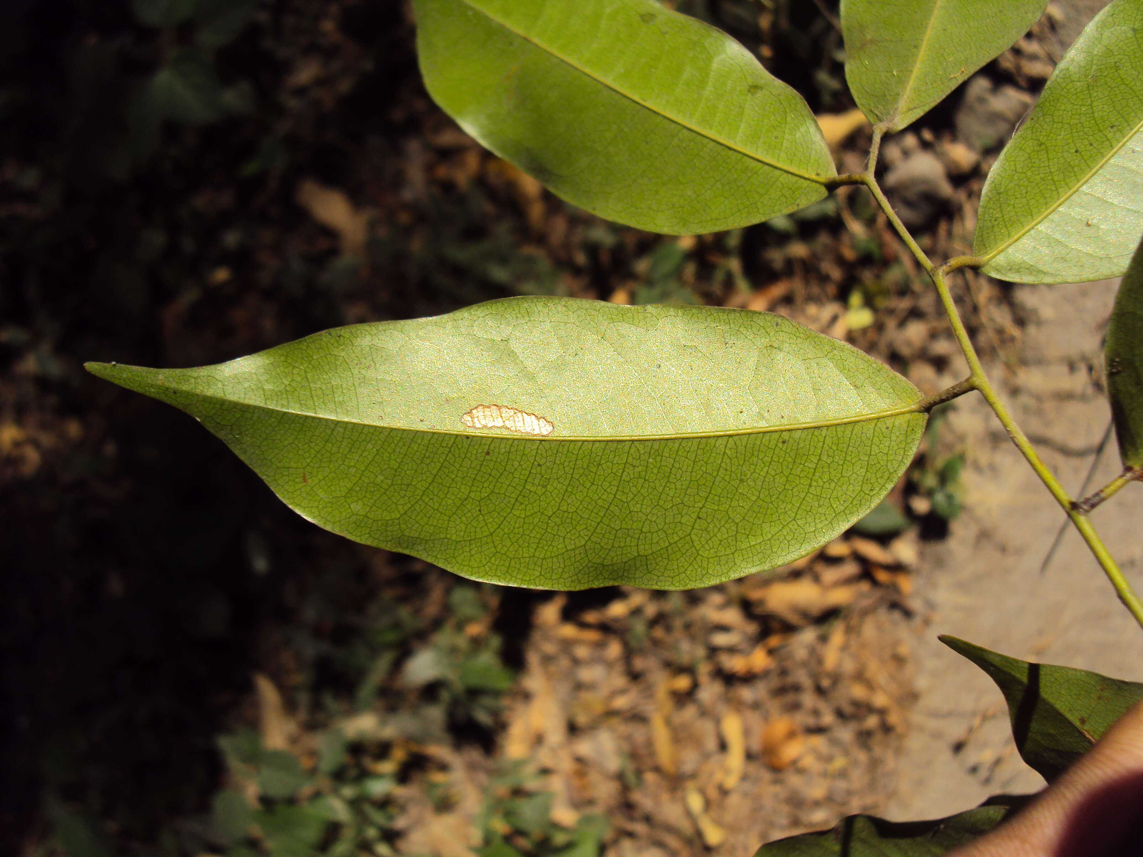 Image of Prioria pinnata