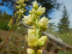 Image of roundleaf alumroot