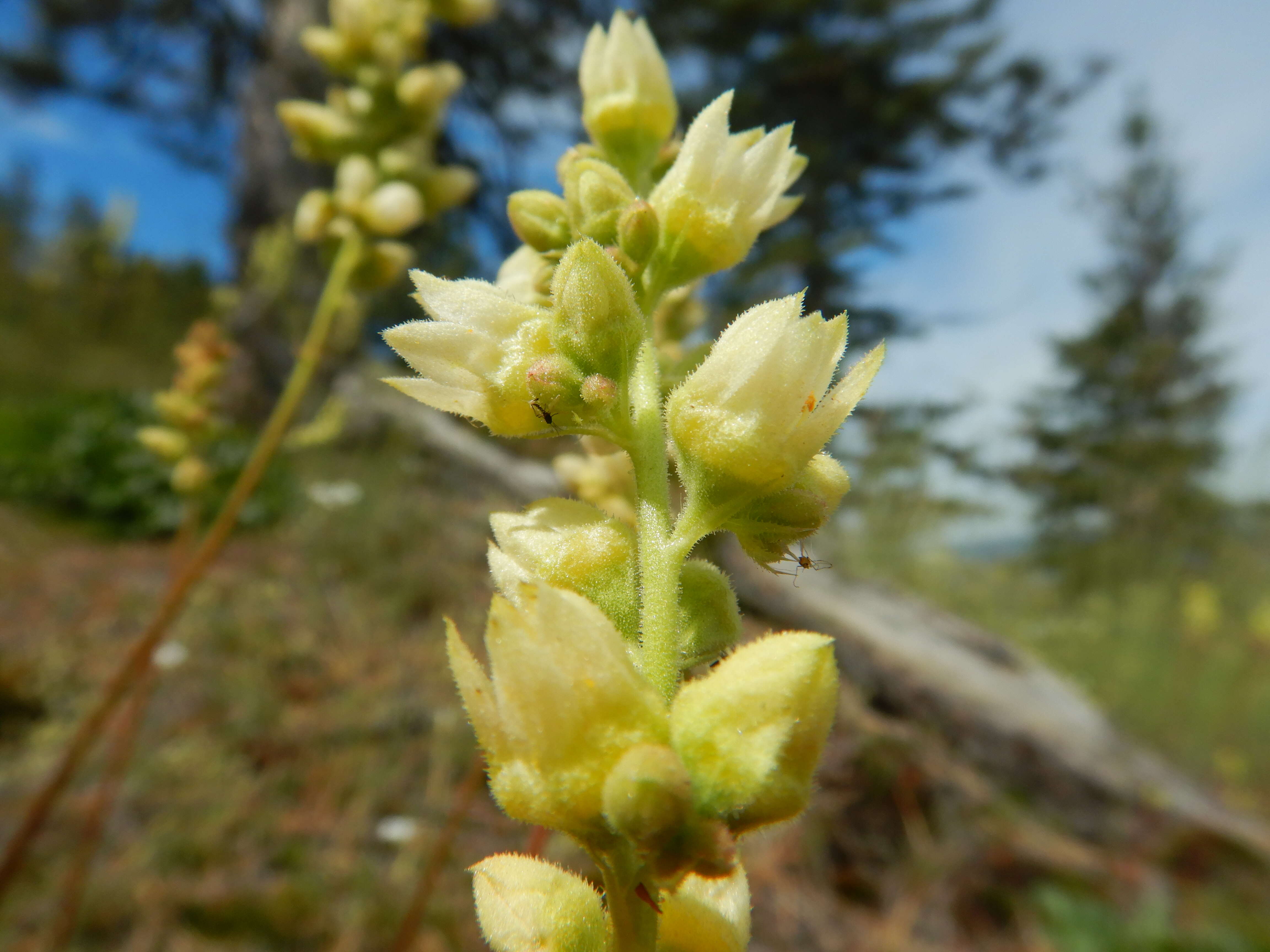 Image of roundleaf alumroot