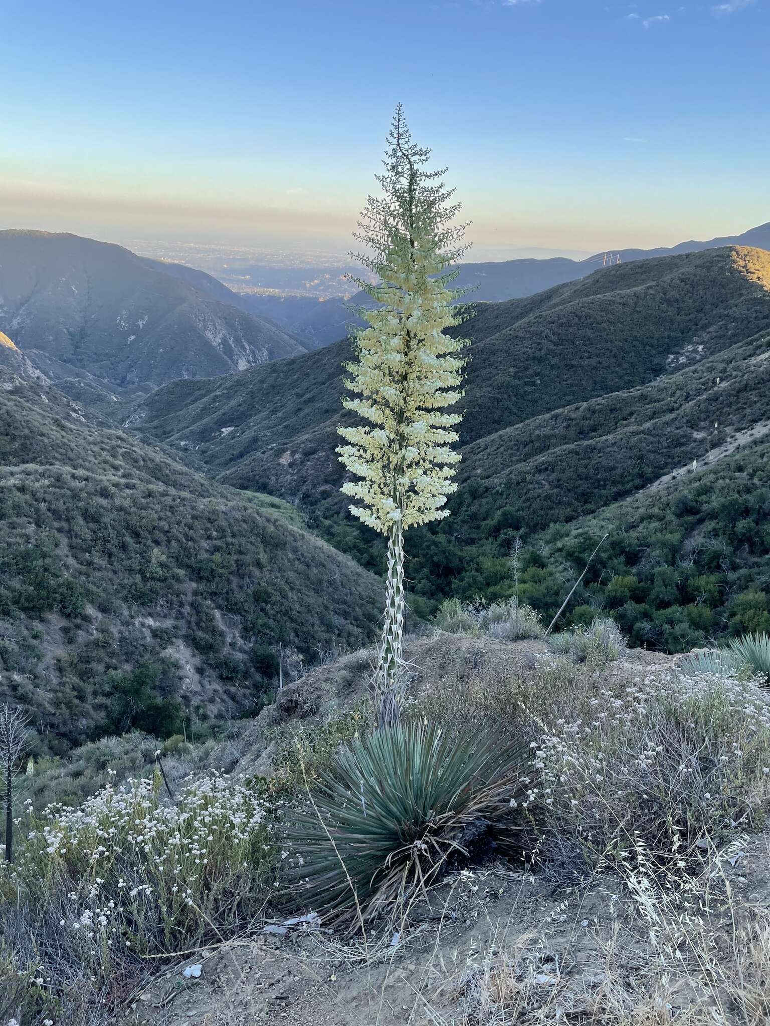 Image of hesperoyucca