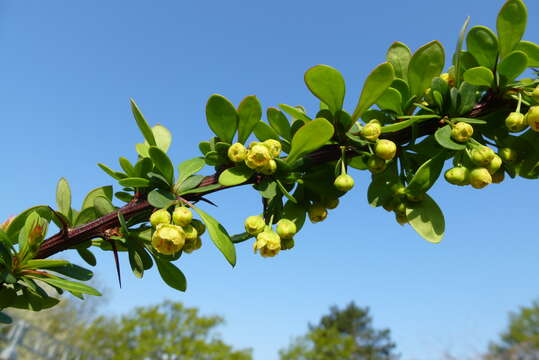 Image of Japanese barberry