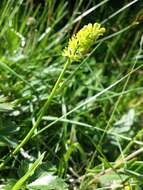 Image of Tofield's asphodel