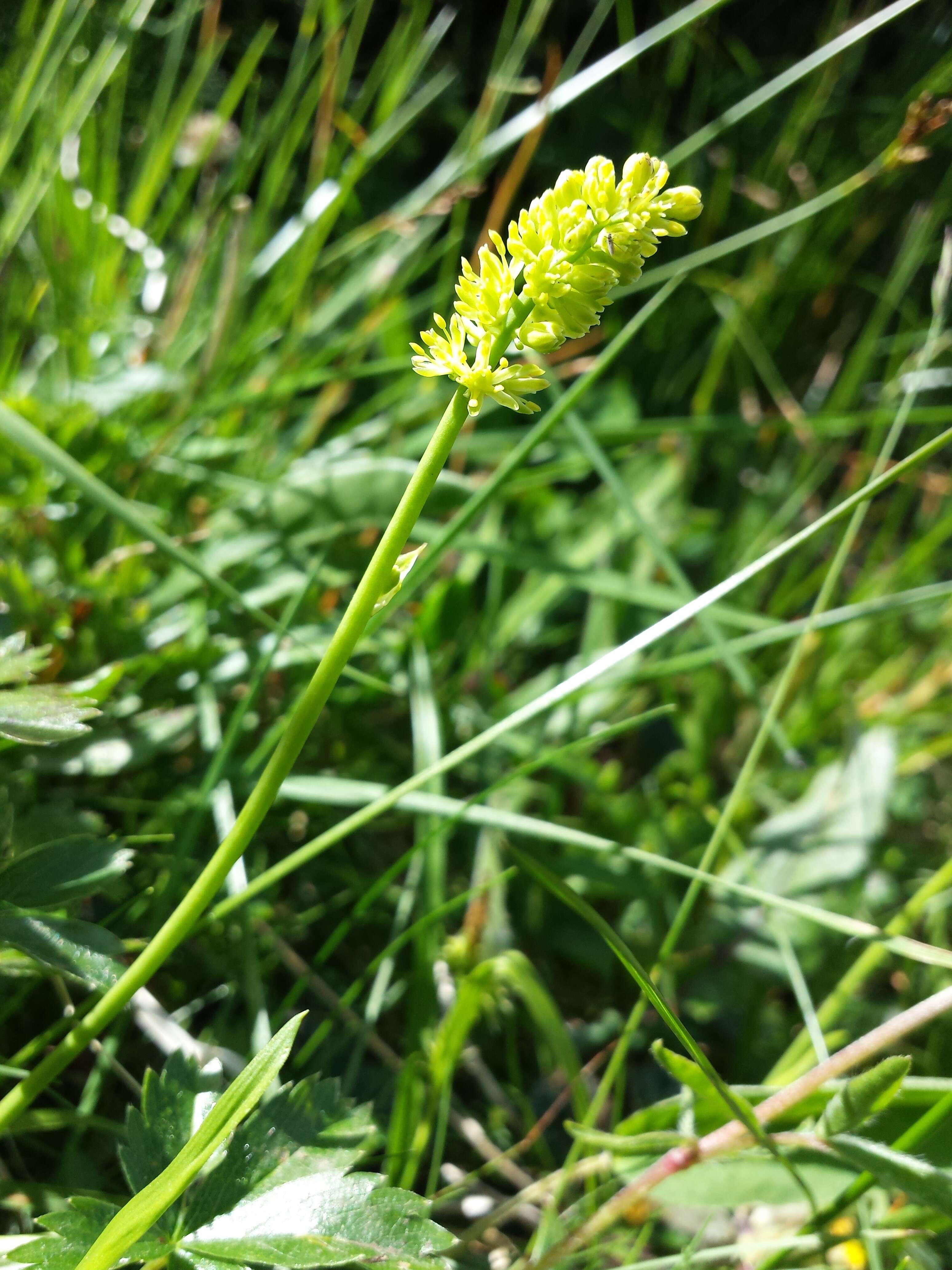 صورة Tofieldia calyculata (L.) Wahlenb.