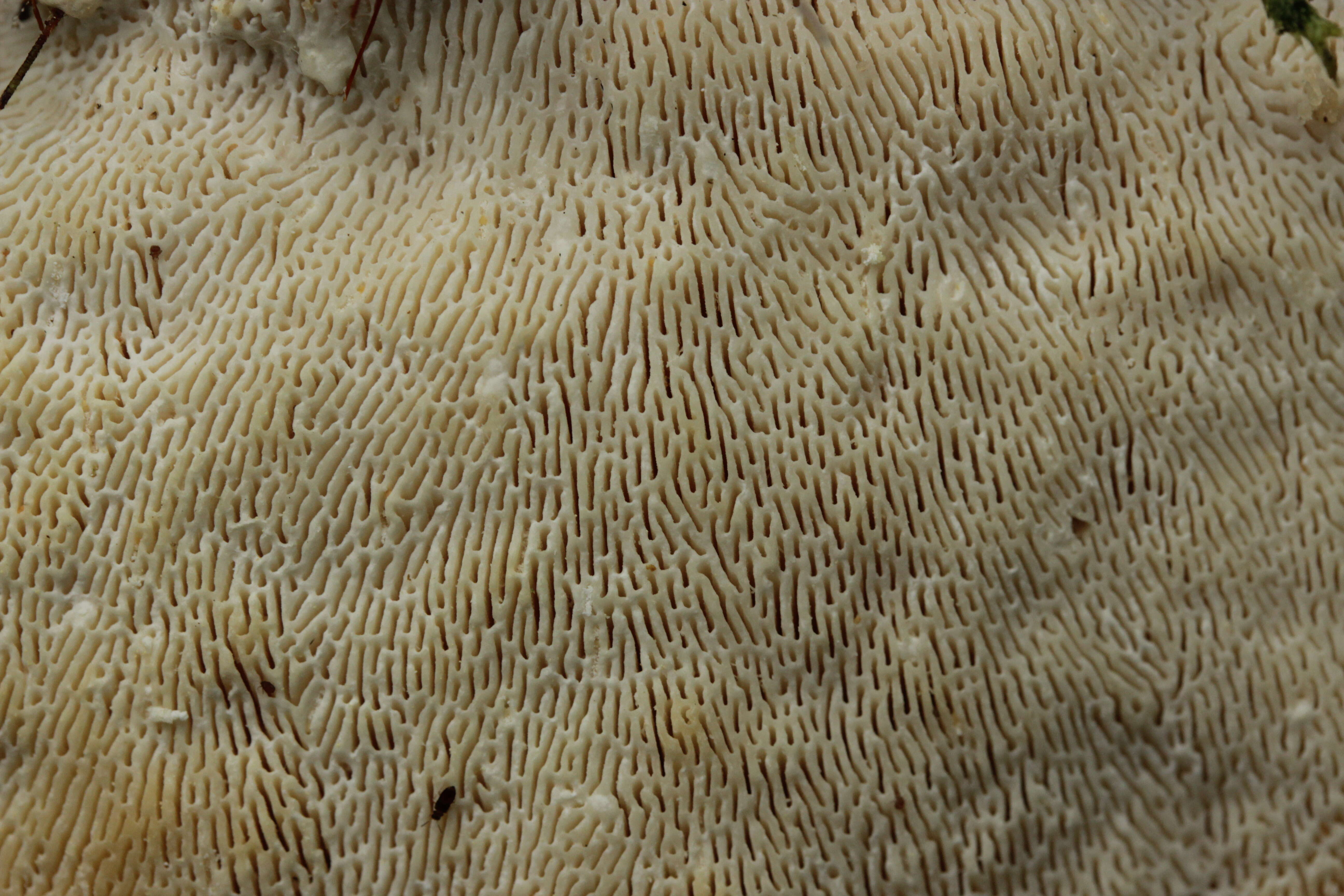 Image of Trametes gibbosa (Pers.) Fr. 1838