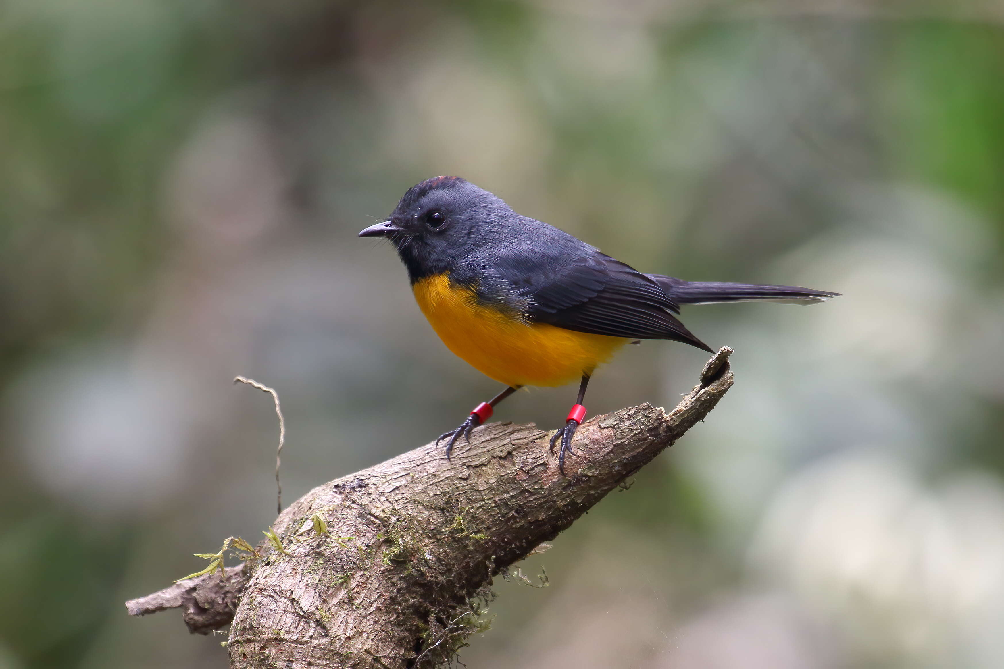 Image of Slate-throated Whitestart