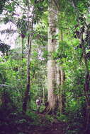 Image of ceiba