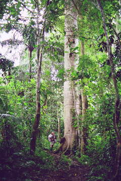 Image of ceiba