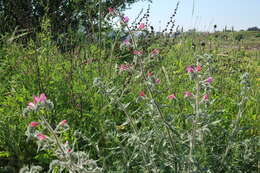 Image of Echium judaeum Lacaita