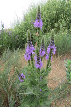 Image of hoary verbena