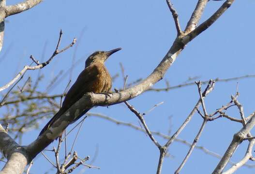 Image of Buff-throated Woodcreeper