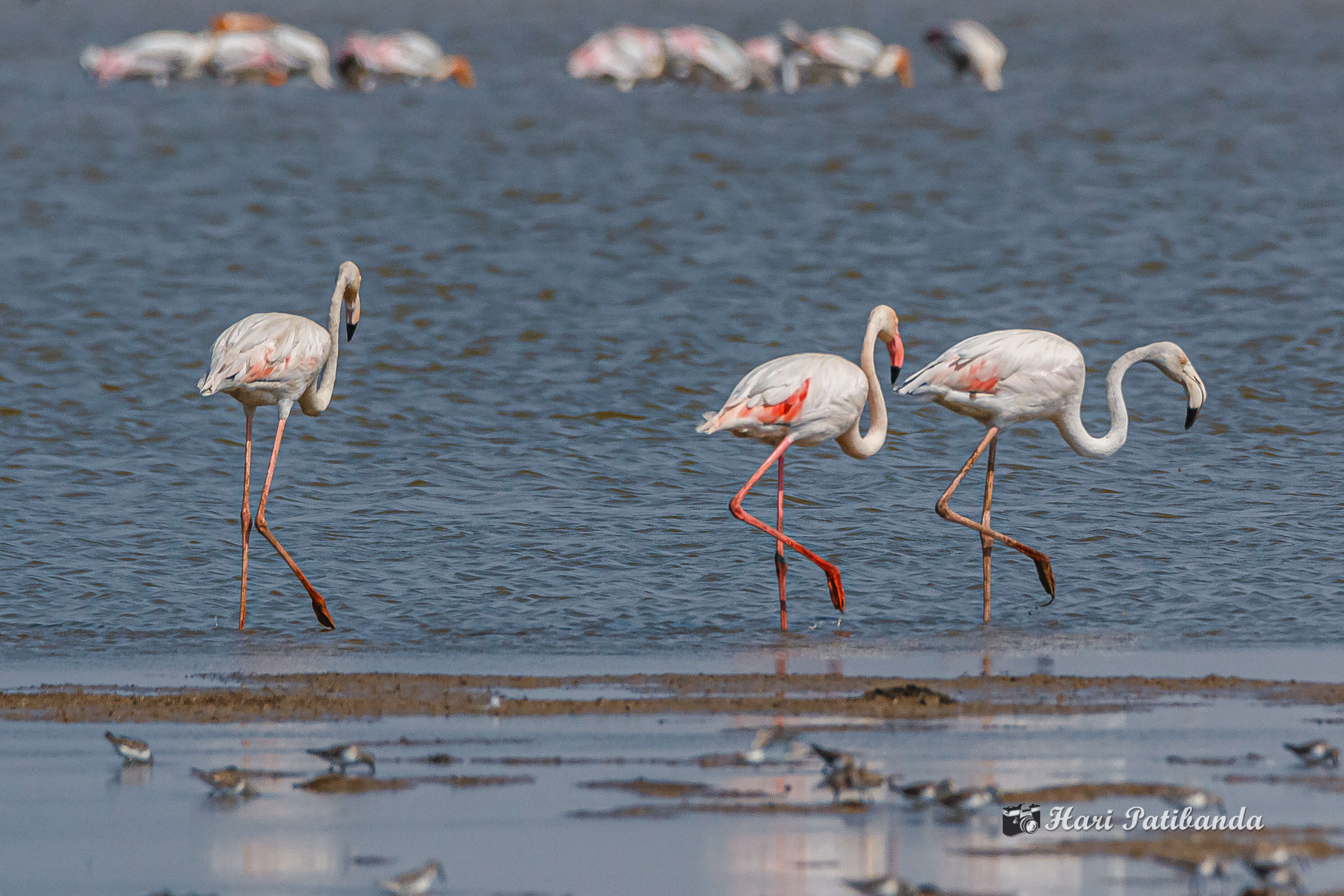 Imagem de Phoenicopterus roseus Pallas 1811