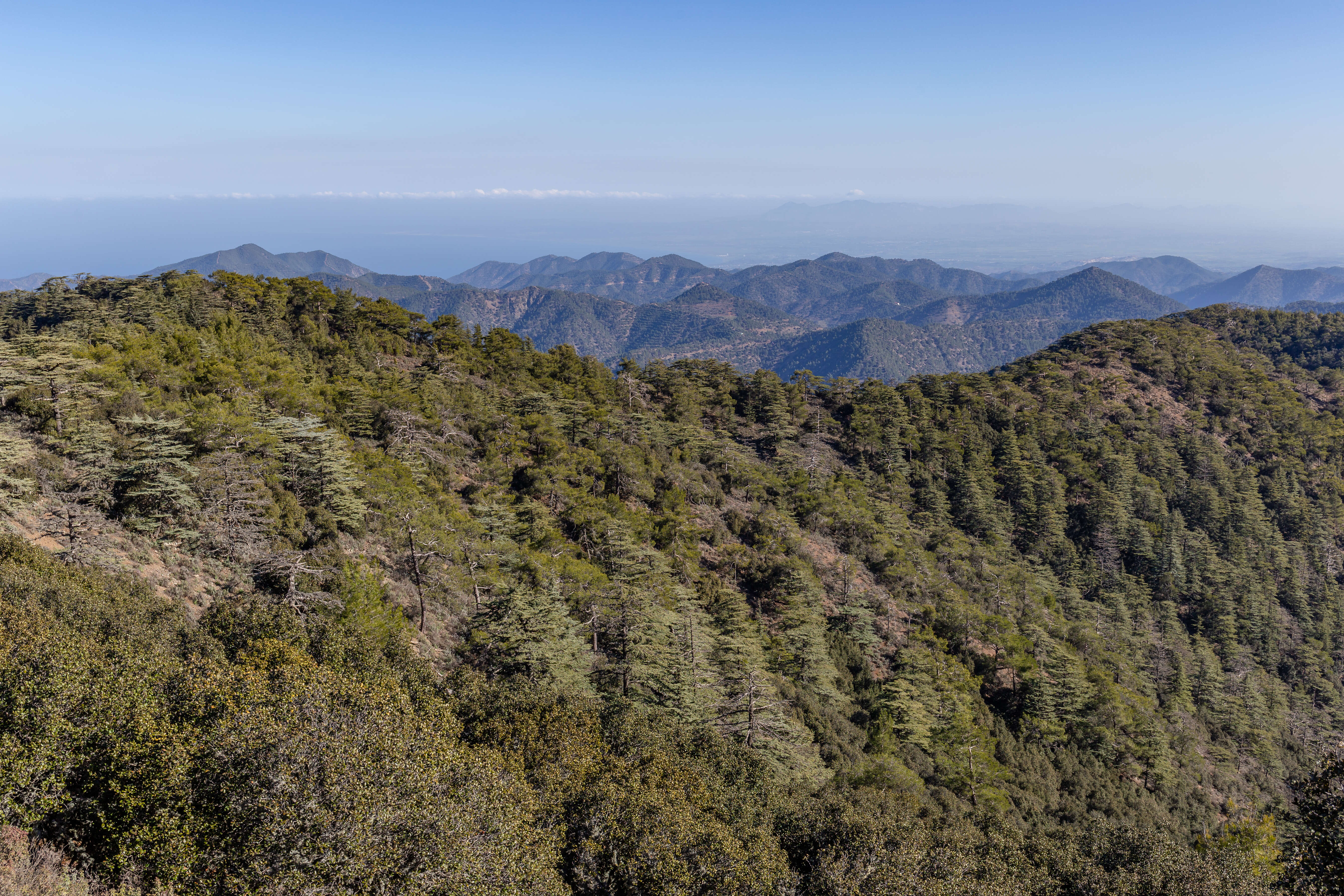 Image of Cyprus Cedar