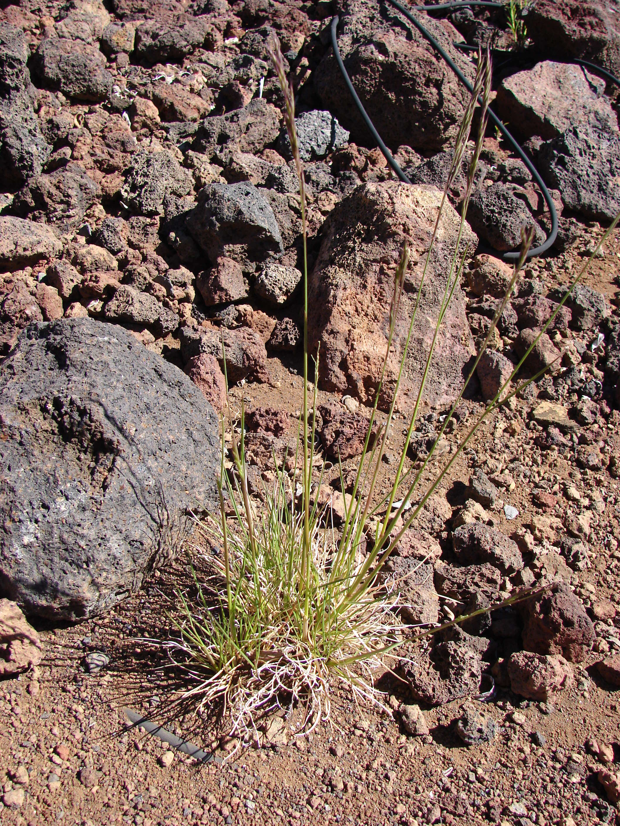 Image of red fescue