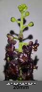 Image of black false hellebore