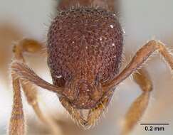 Image of Tyrannomyrmex legatus