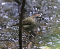 Image of Striated Thornbill