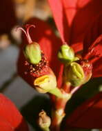 Image of poinsettia