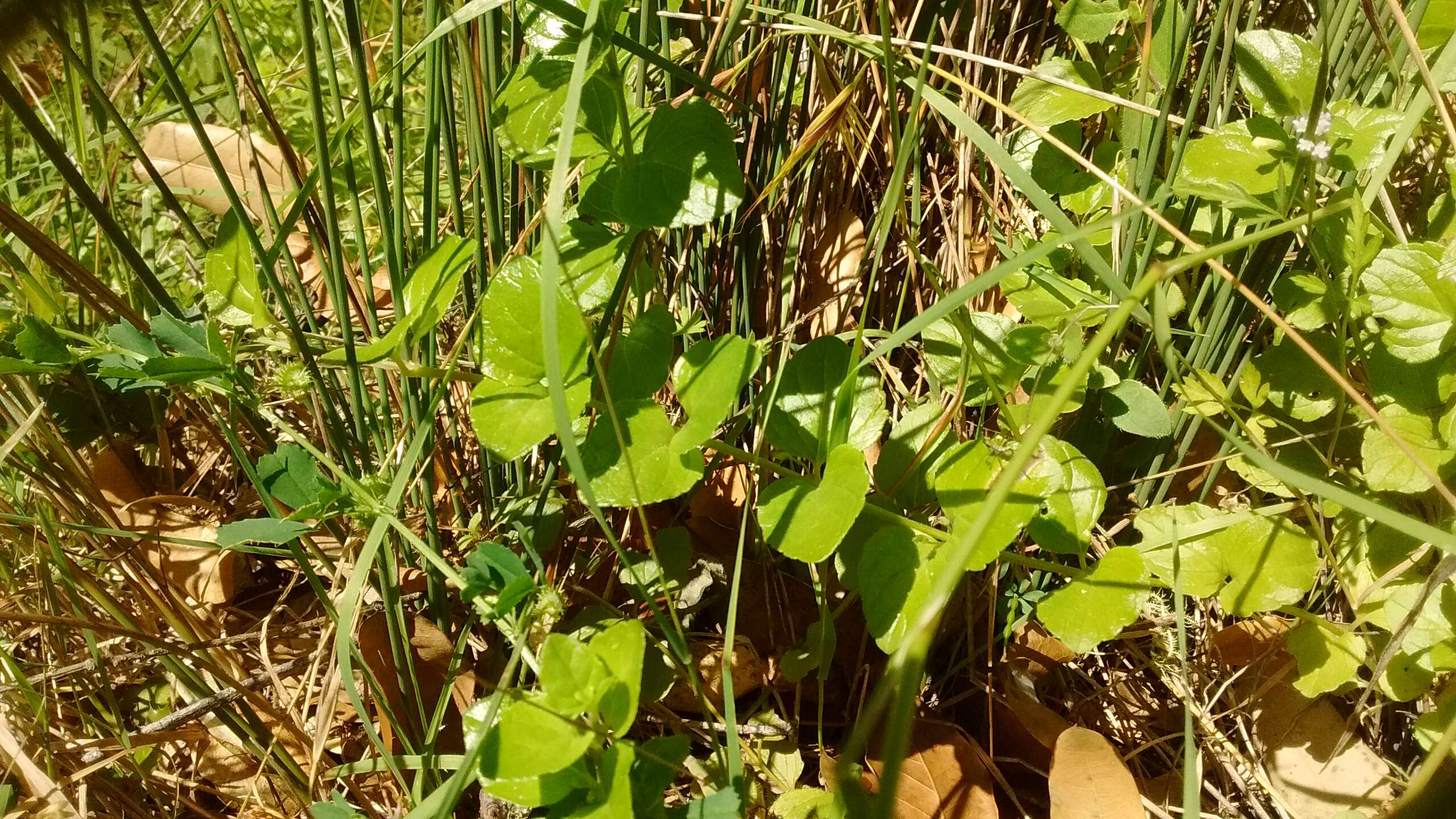 Plancia ëd Micromeria douglasii Benth.