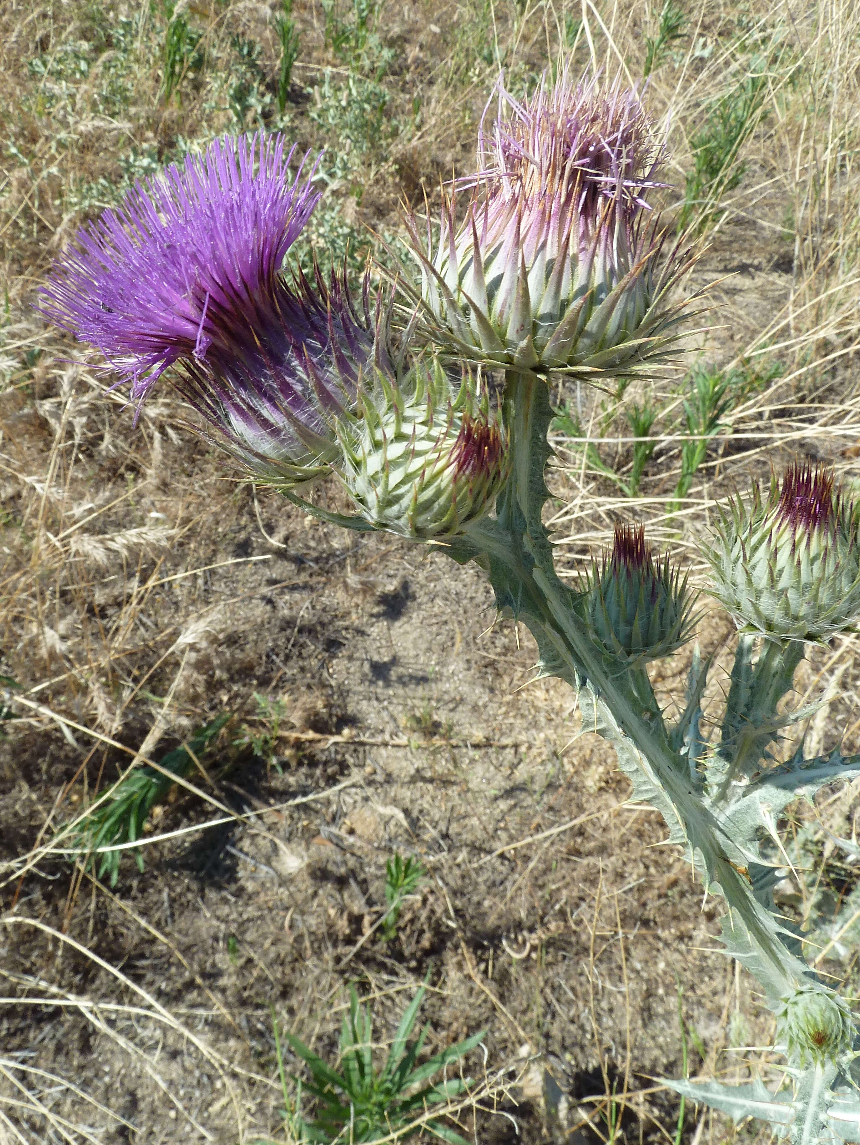 Image of Moor's Cotton Thistle