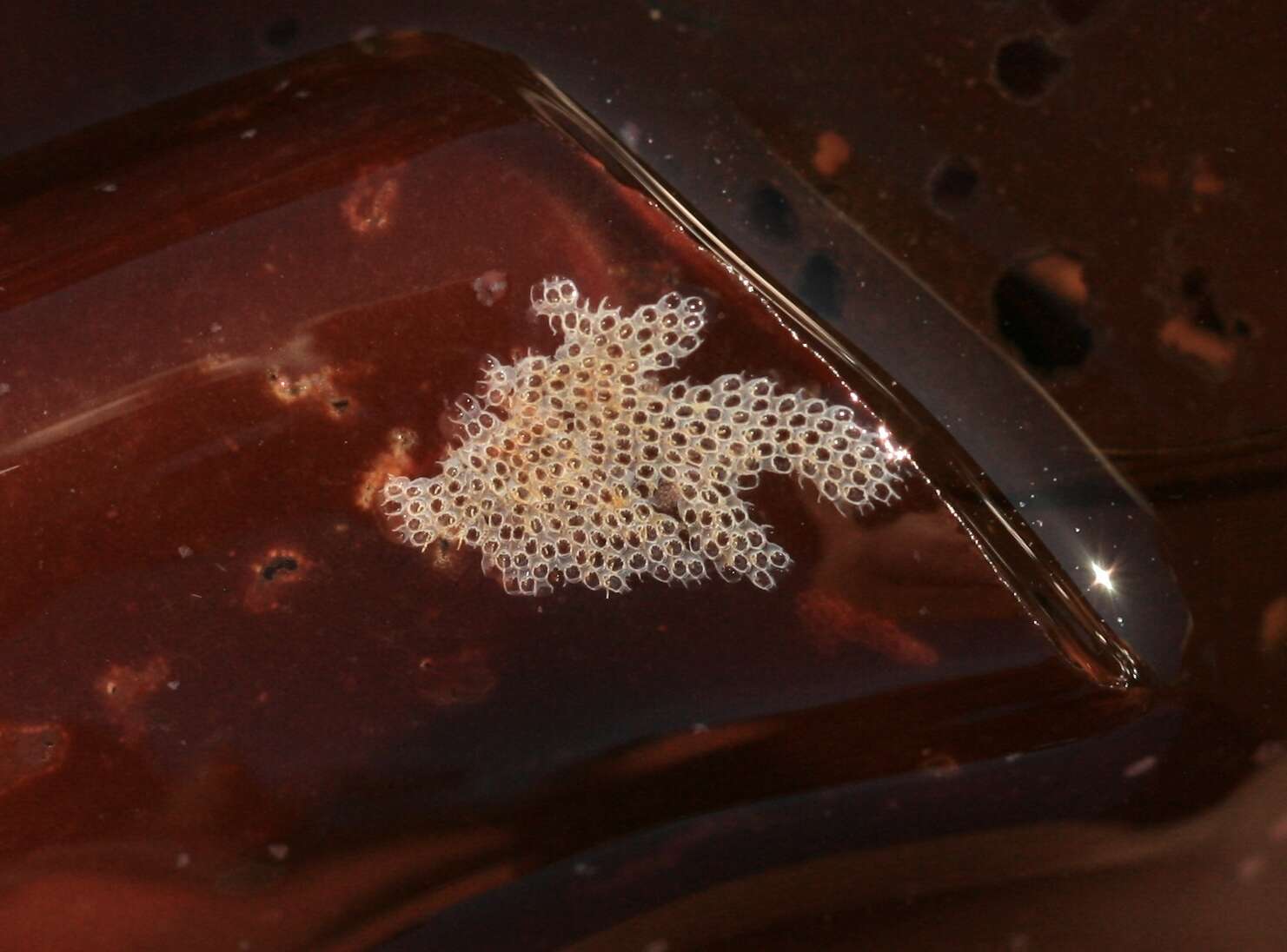 Image of Hairy bryozoan