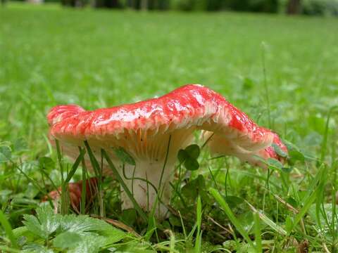 Russula nobilis Velen. 1920 resmi