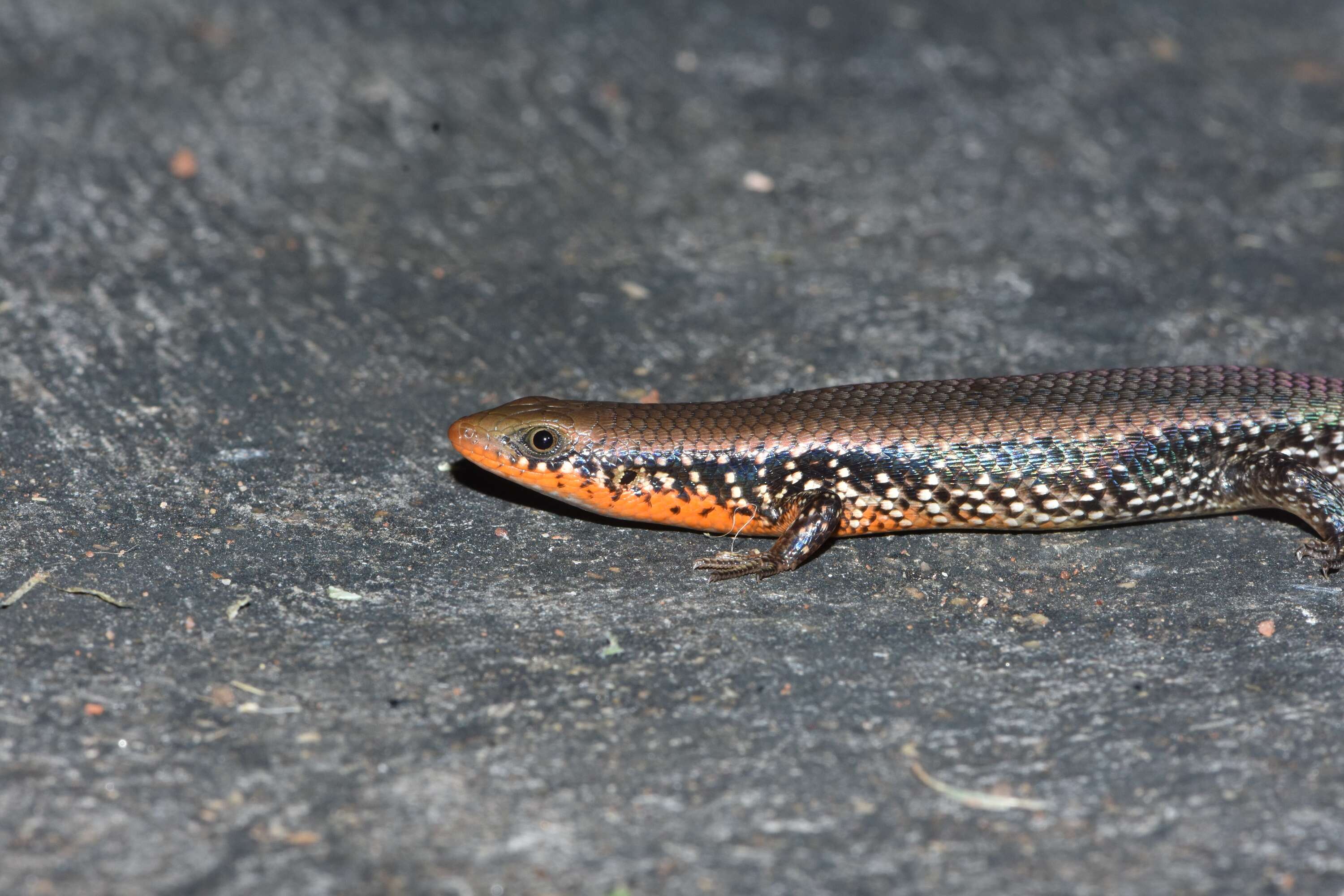 Image of Allapalli Grass Skink